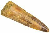 Fossil Spinosaurus Tooth - Real Dinosaur Tooth #366464-1